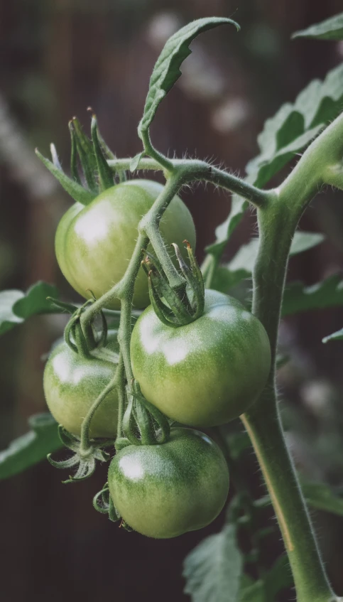 several green tomatoes are growing on a tree