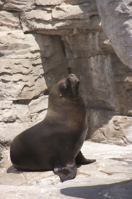 a seal laying on its back inside of a cave