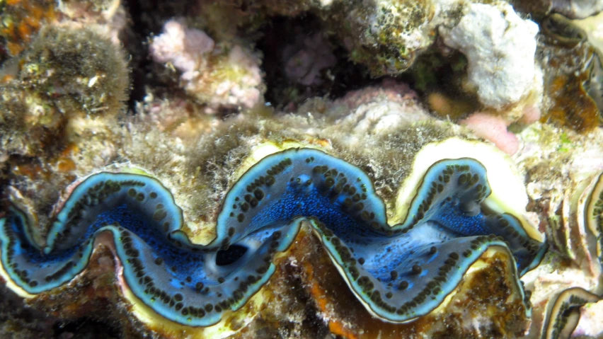 a clump of small blue sea worms