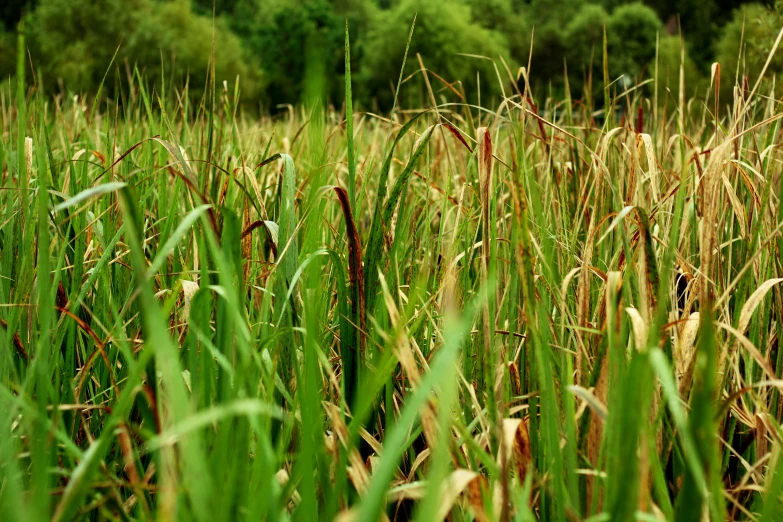 tall grass growing on the side of a river