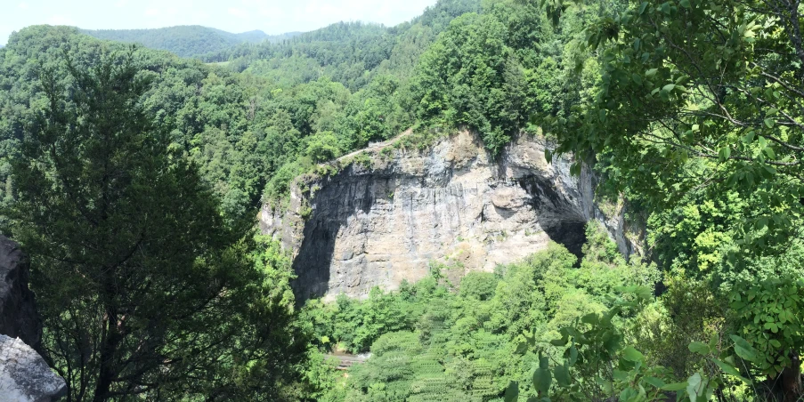 a large tree covered forest sitting next to a mountain