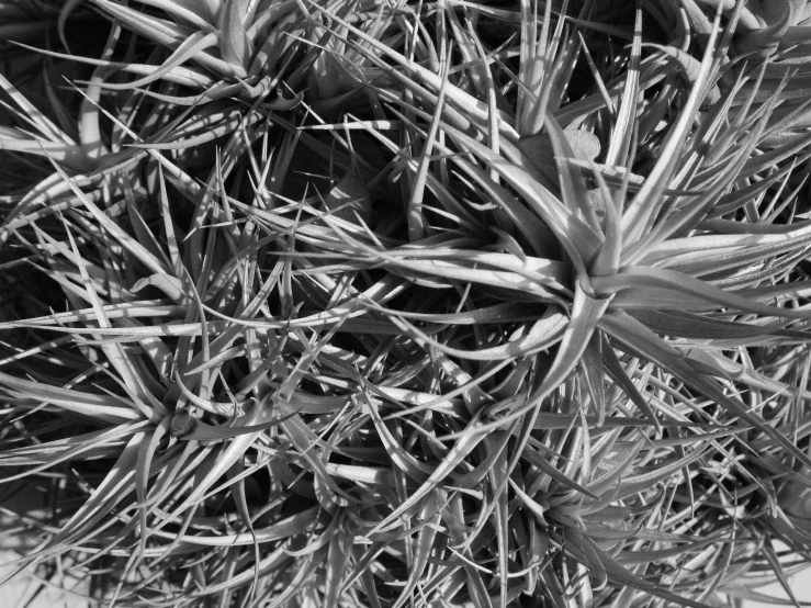 a close up po of a plant with large leaves