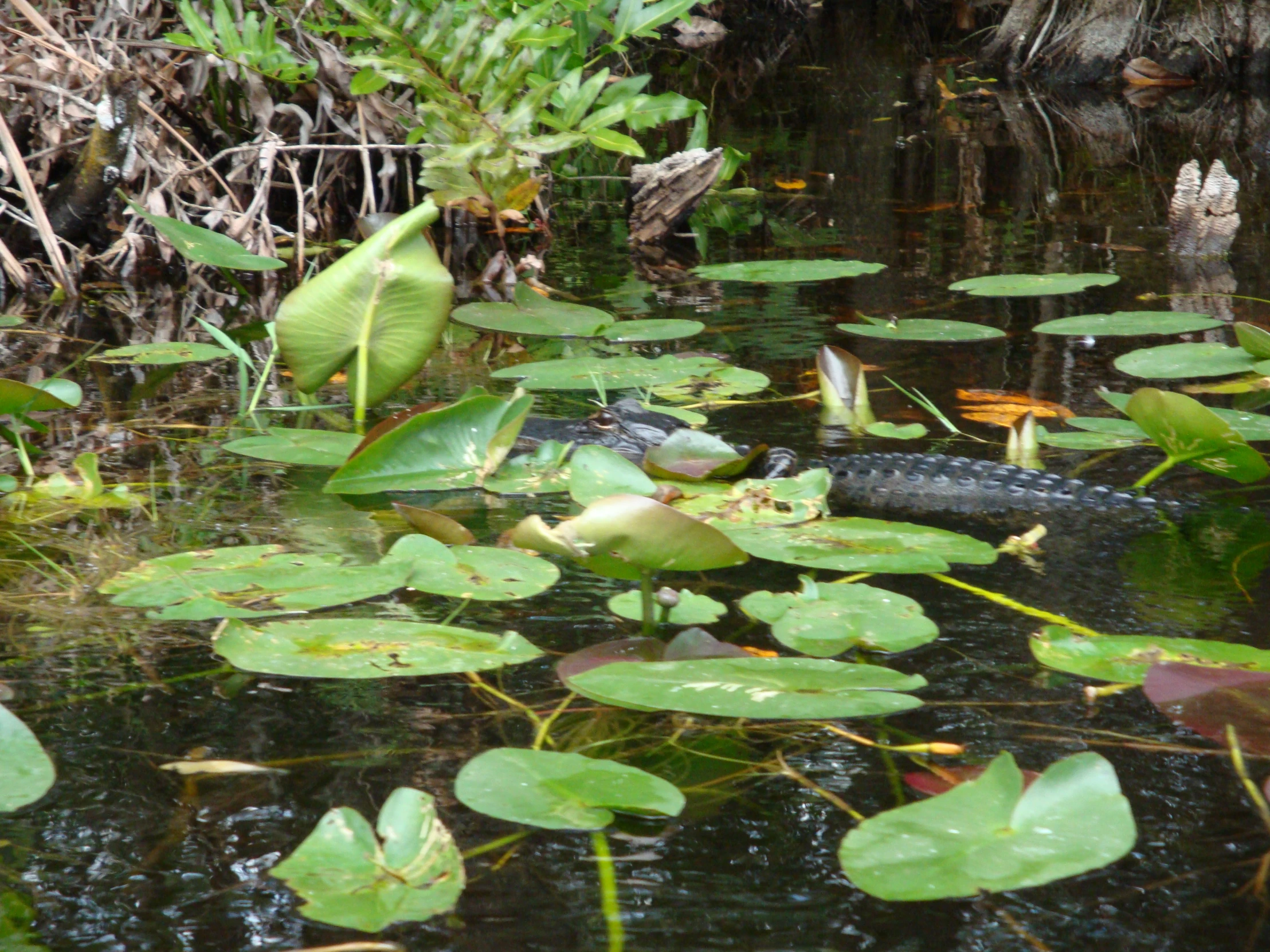 a large alligator in a pond with lily pads