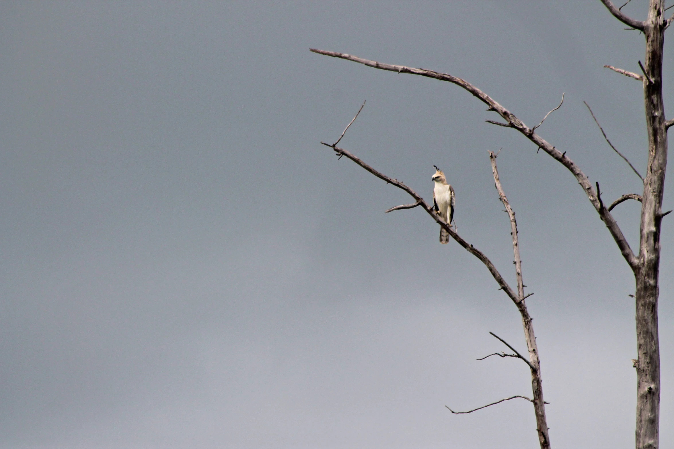 the bird is sitting on the bare tree nch