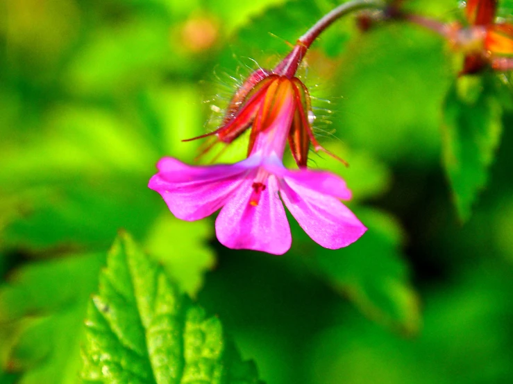 a pink flower growing on top of a green leafy tree