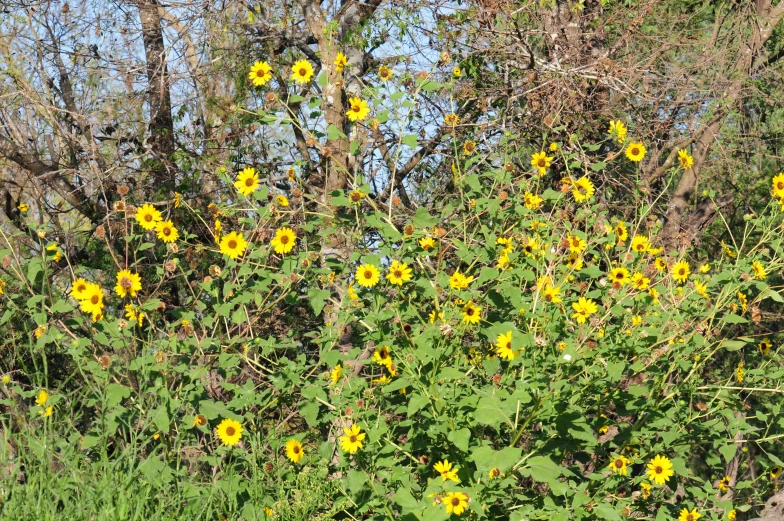 a close up of a bush with lots of flowers