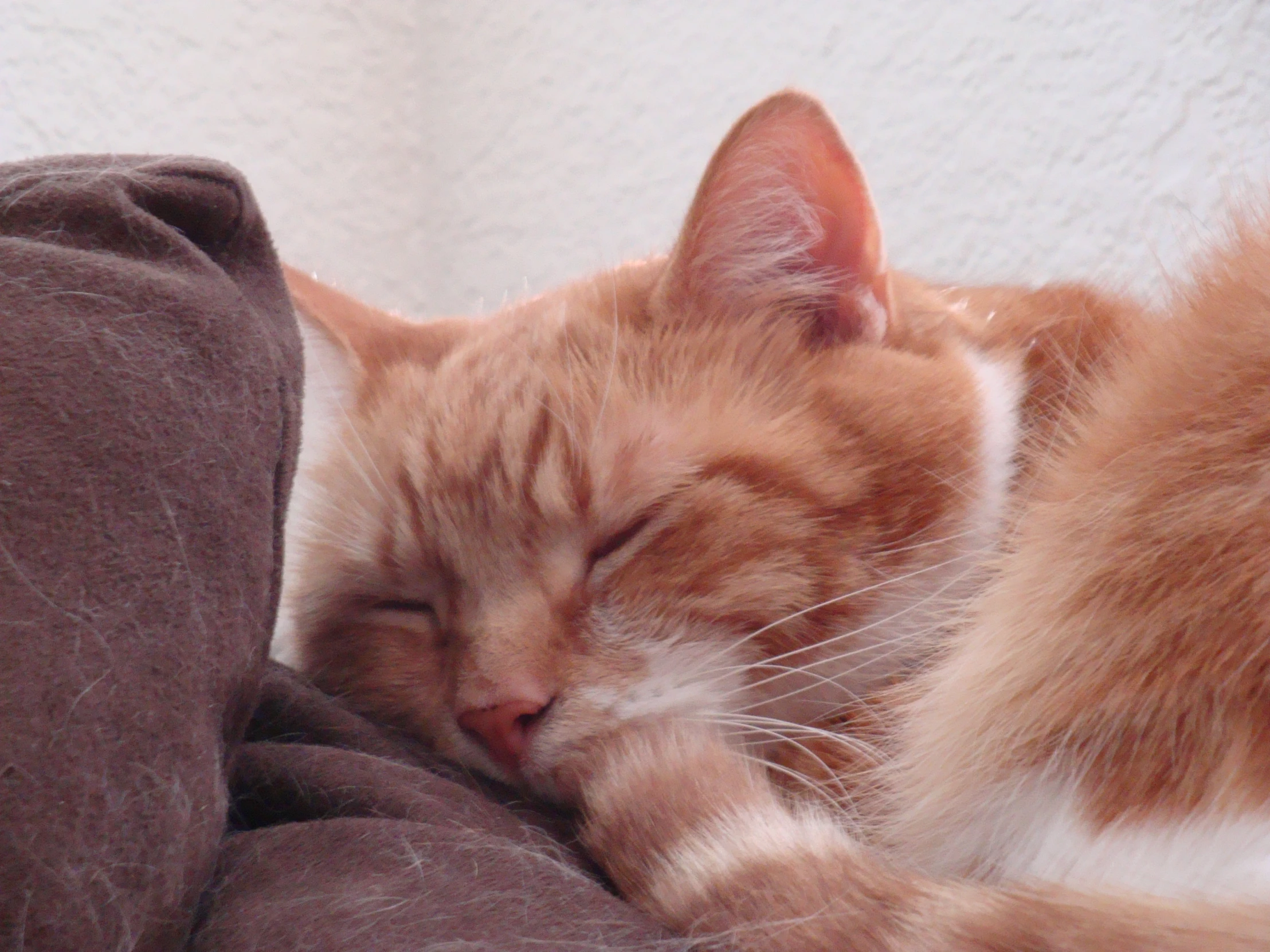 a cat snuggling with another one on the bed