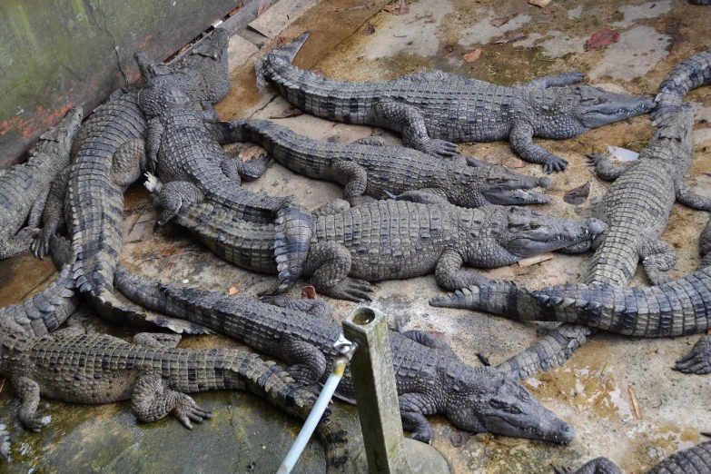 group of crocodiles laying on a large concrete platform