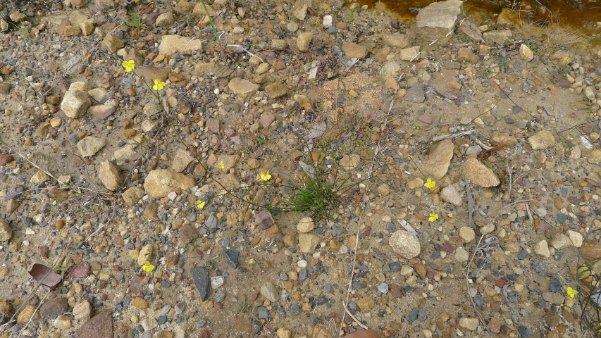 an image of some very pretty rocks and yellow flowers