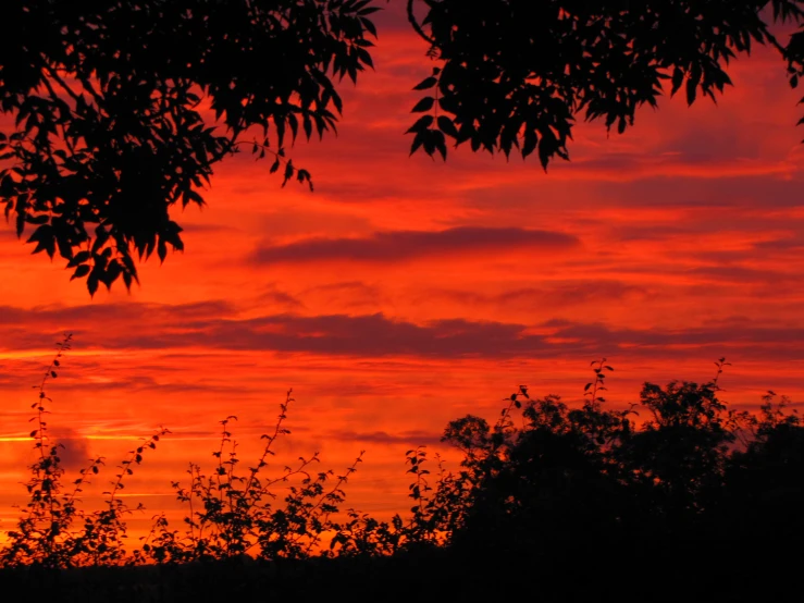 a red and yellow sunset with trees in silhouette