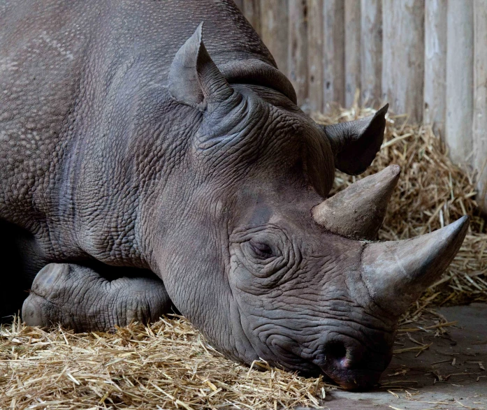 the rhino is laying down near straw in its enclosure