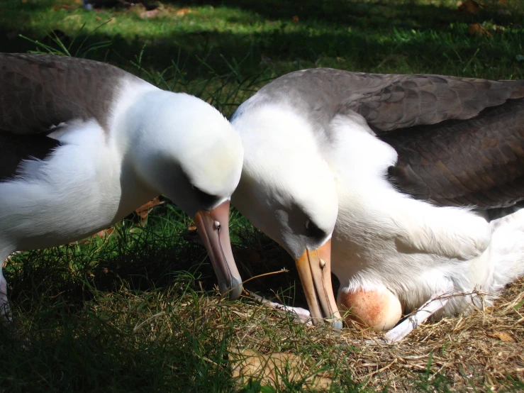 a couple of very pretty birds with a big beak