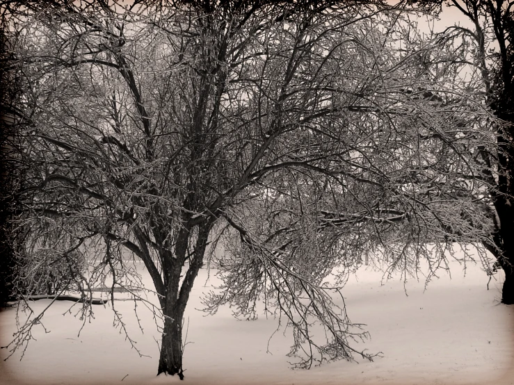 there is a snow covered forest by some trees