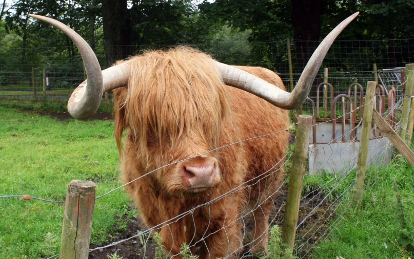 large cow with horns is standing in its enclosure