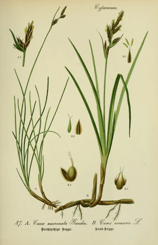 an image of plant life illustration