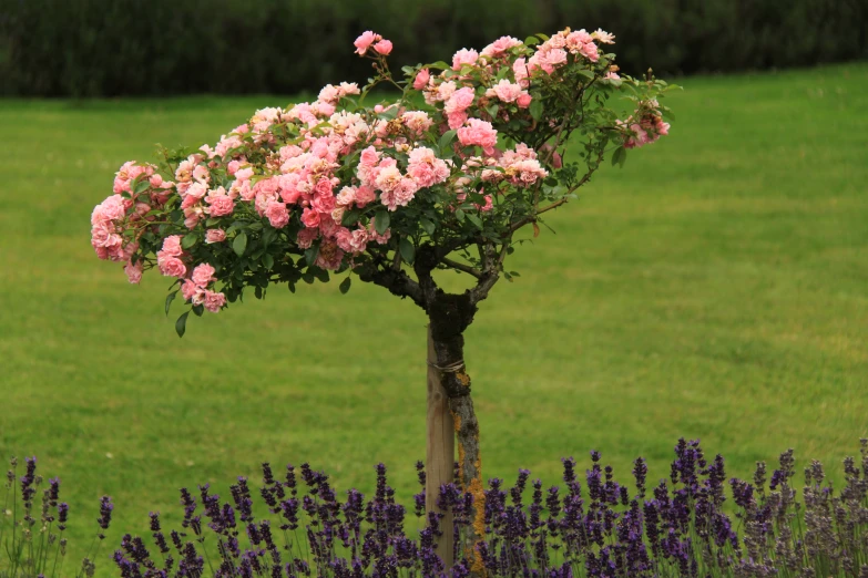 pink flowers bloom on a stem with lush green grass