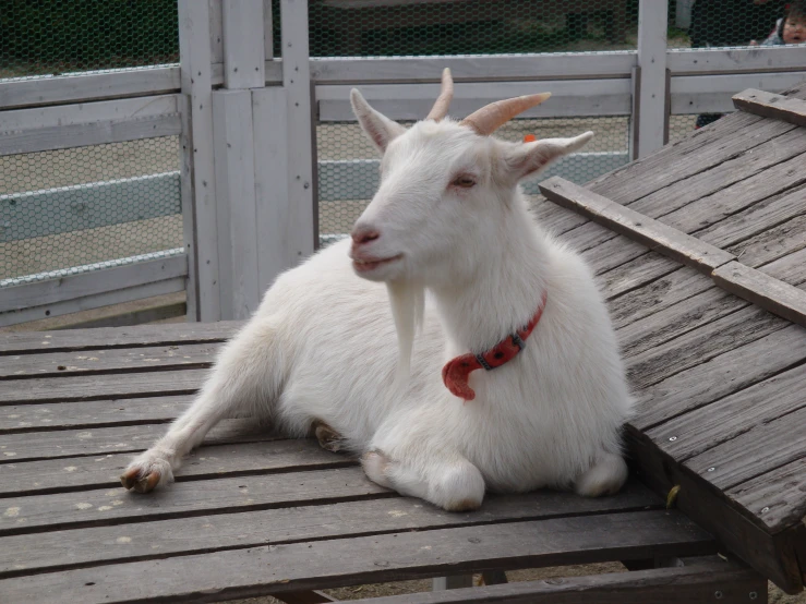 a goat with horns and collar sitting on a bench