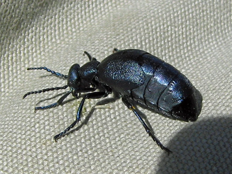 a cock bug sitting on the edge of a table