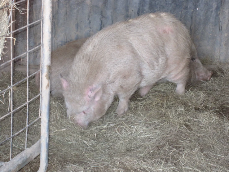 a pig is standing inside a cage of hay