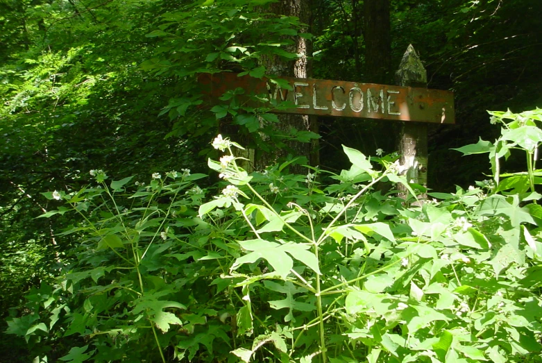 an old rusty sign in the woods near trees