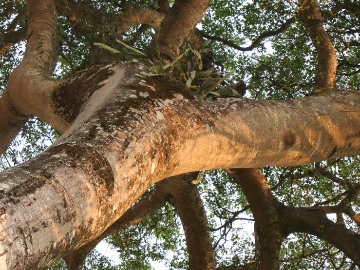 a bird is perched on top of a large tree