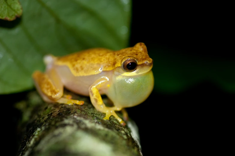 a yellow frog sitting on a nch in the forest