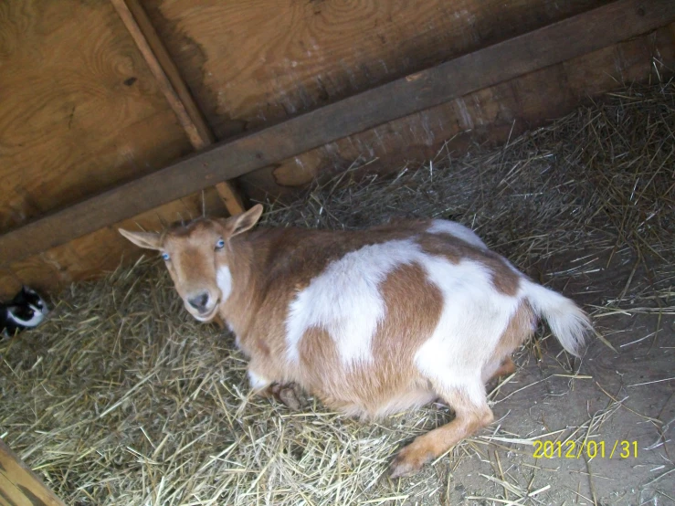 a goat resting in hay, next to a wooden structure