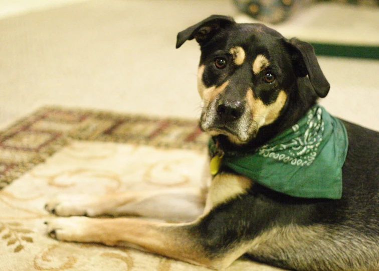 a dog is wearing a green bandana