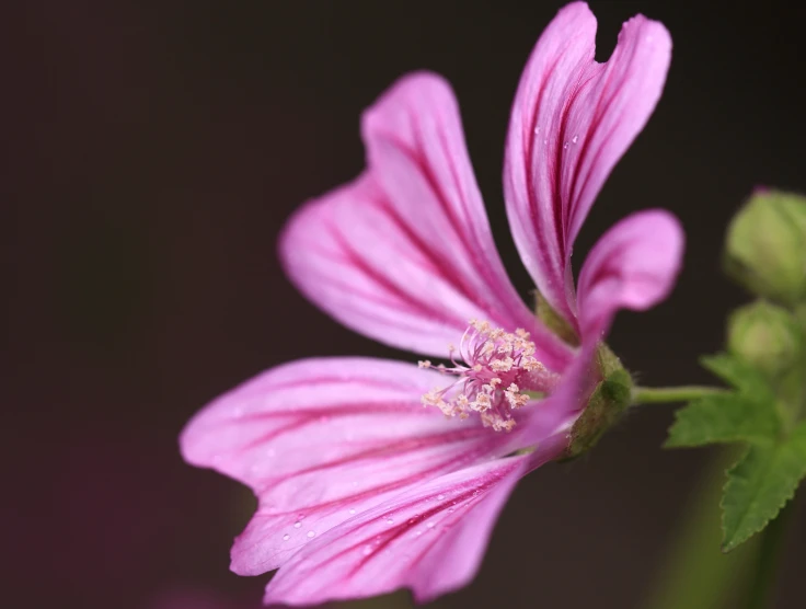 a bright pink flower with large petals is blooming