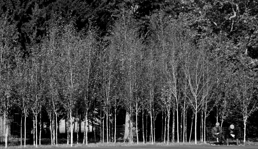 a group of trees lined up in the night