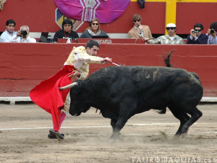 a person in red is trying to steer a bull