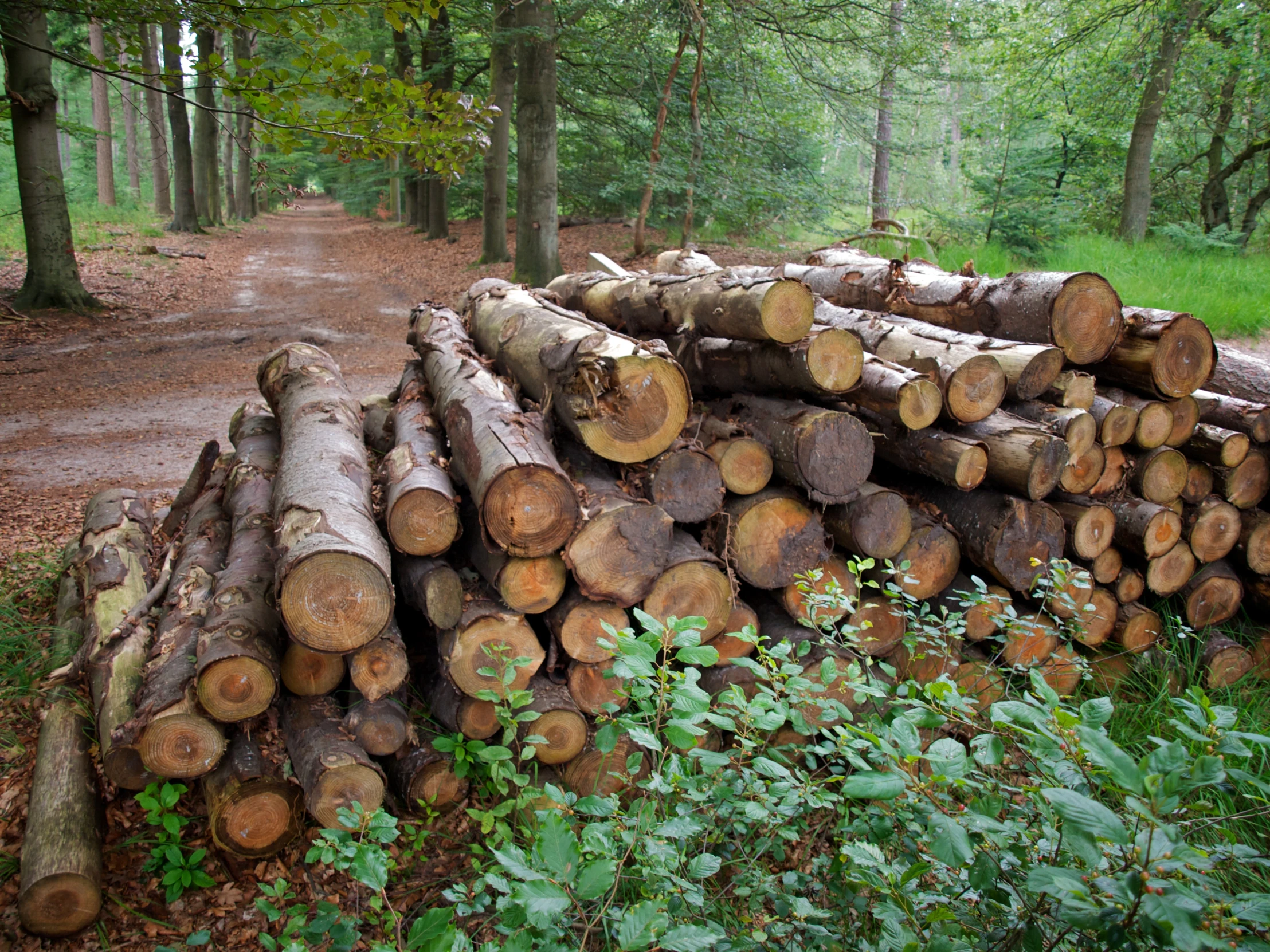 a long pile of wood sitting in the grass