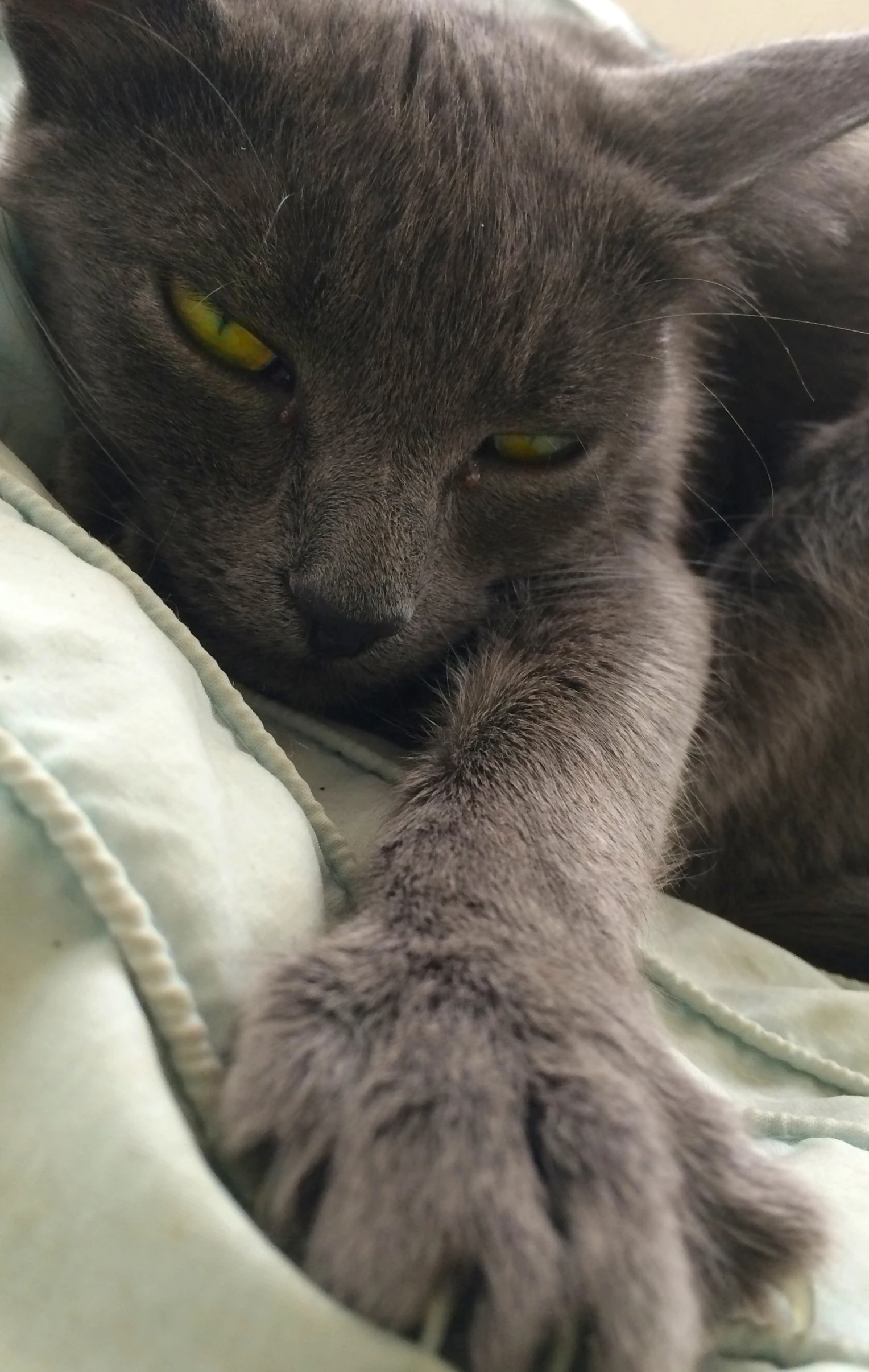 a close up of a cat on a bed