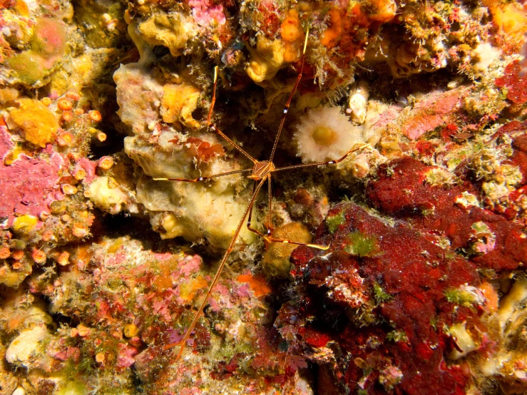 a close up image of sea anemone