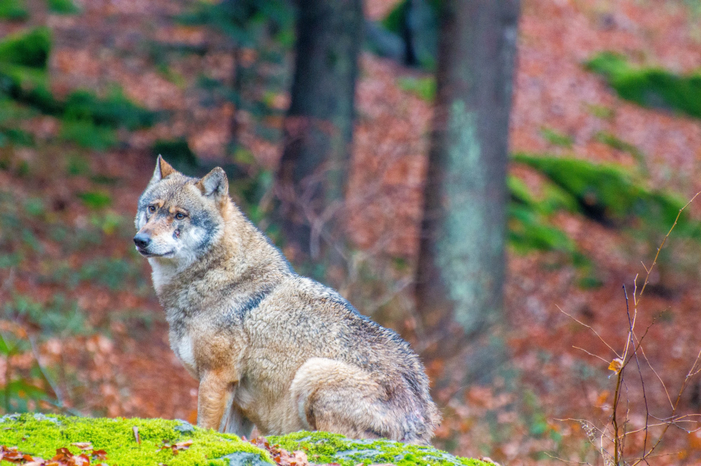 a wolf sits on top of a patch of moss in the woods