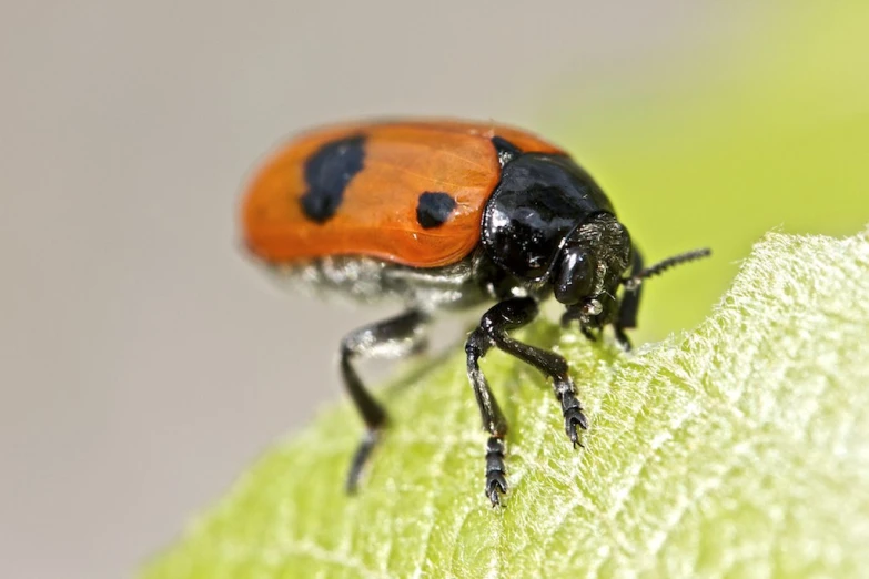 a close up of a ladybug sitting on a leaf