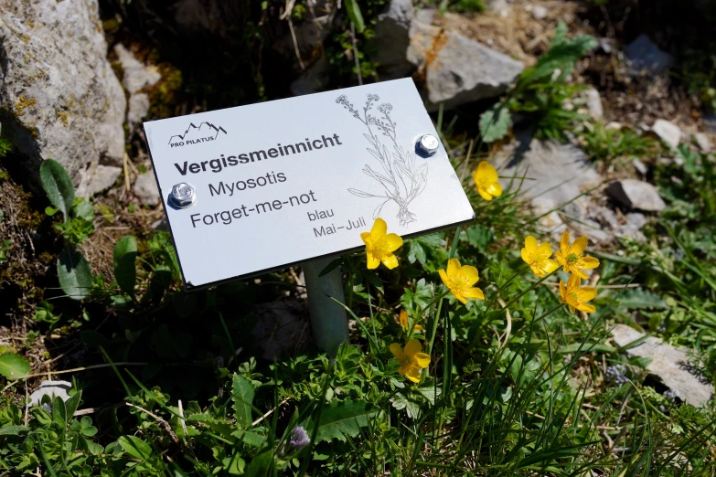 an assortment of flowers by a sign in the wild