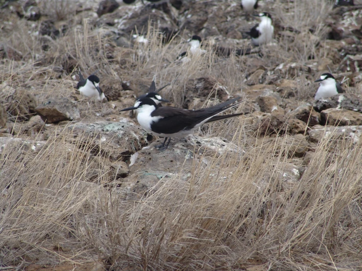 a black and white bird stands on some dry grass