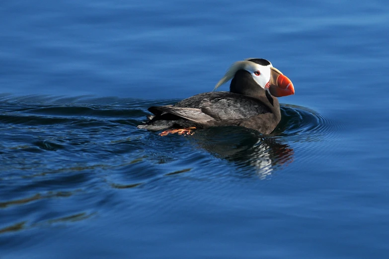 a puffer bird on a calm water surface