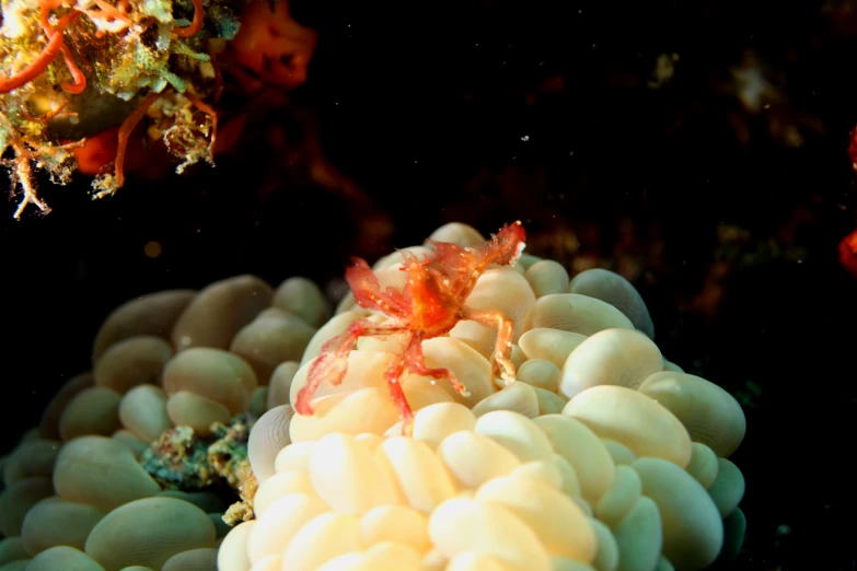 a white and red sea anemonic in the water