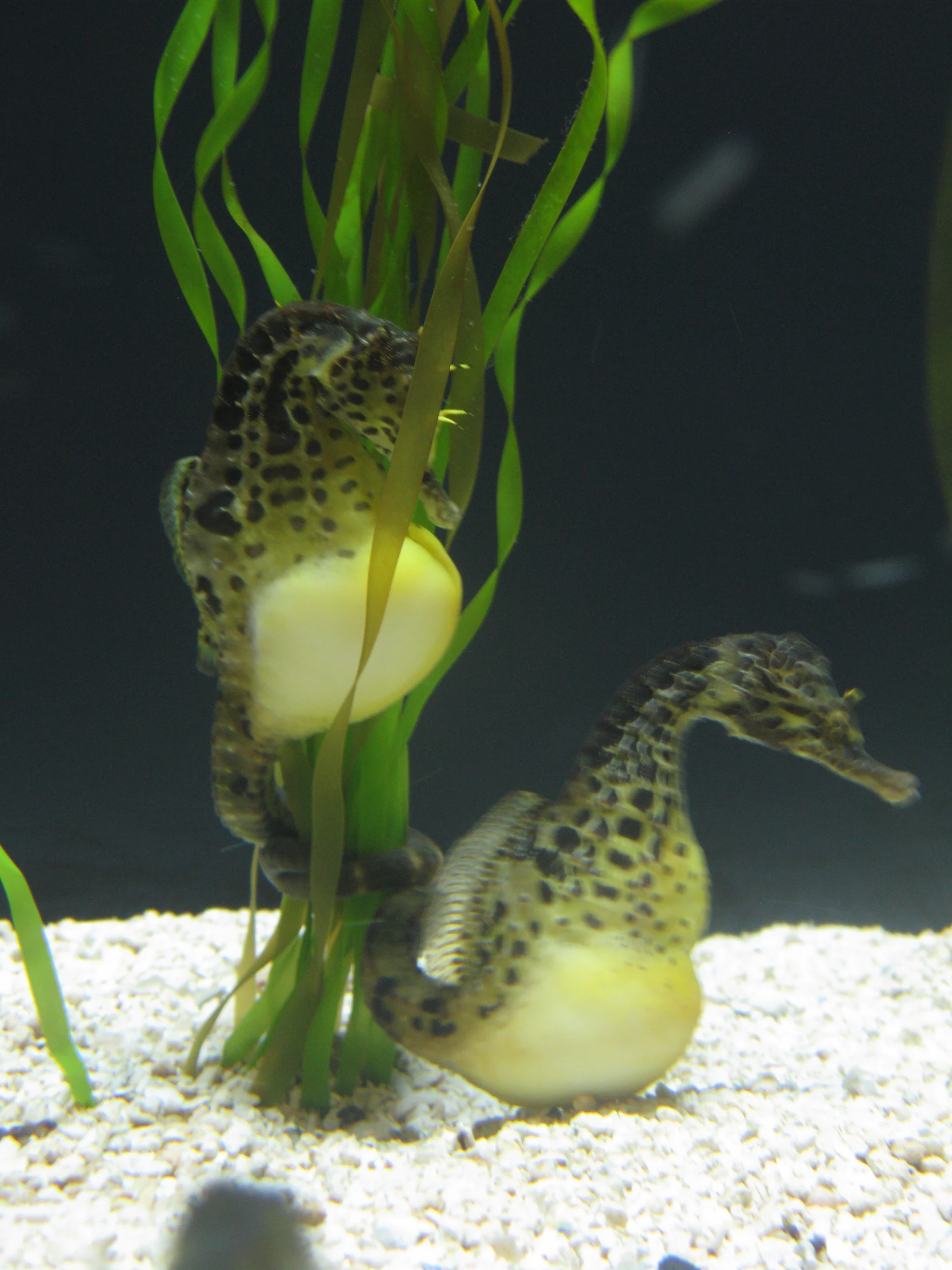 two spotted fish are in the water next to seaweed