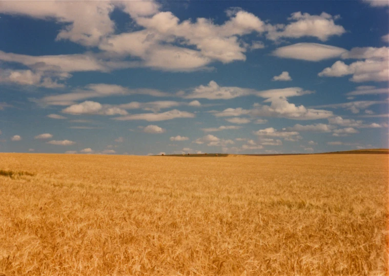 large yellow wheat field on a sunny day