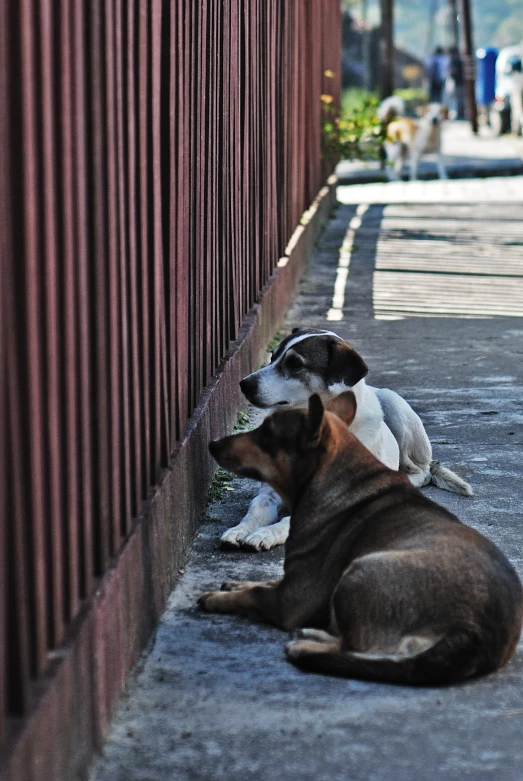 a dog laying on the side of a road near a brick building