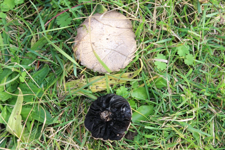 a small, black and brown object in a grass area