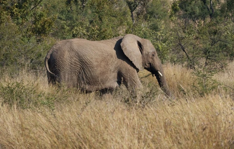 an elephant standing in the tall grass near bushes