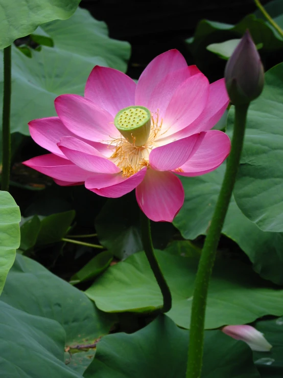 a pink lotus with a leaf on top in the sunlight