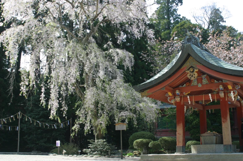 the cherry tree in front of the pagoda stands in bloom