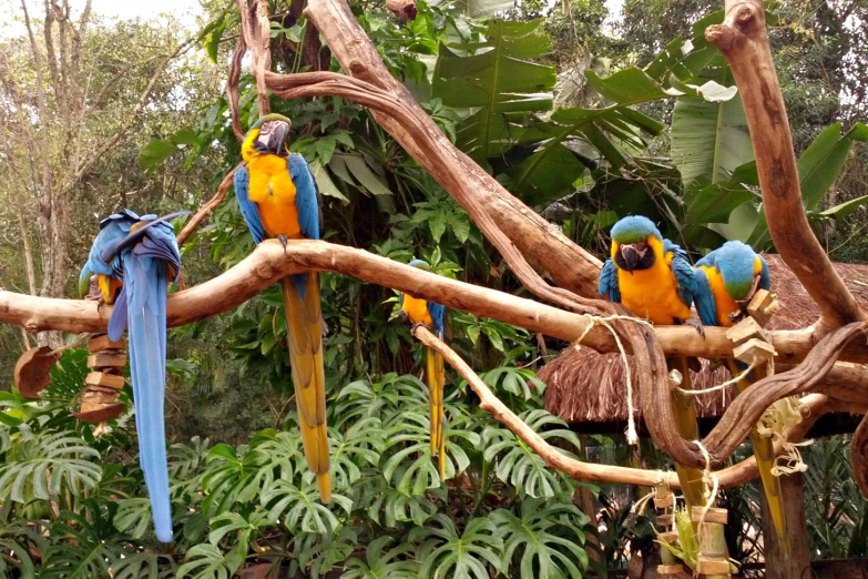 some very colorful birds sitting on a tree nch