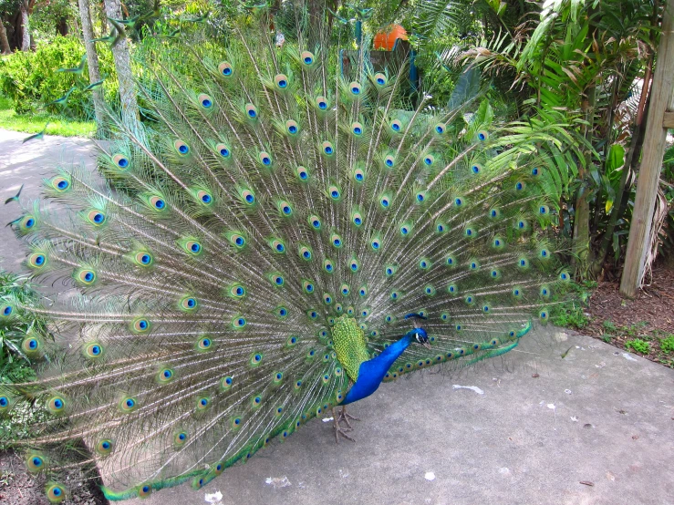 the man is holding his peacock as it stands outside