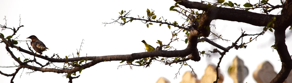 two birds sitting on a limb of a tree